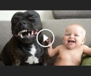 chiens chiots et bébés enfants