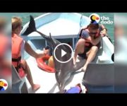 dauphin sur bateau