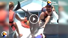 dauphin sur bateau