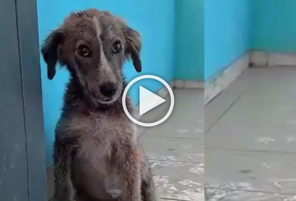 sauvetage chien des rues