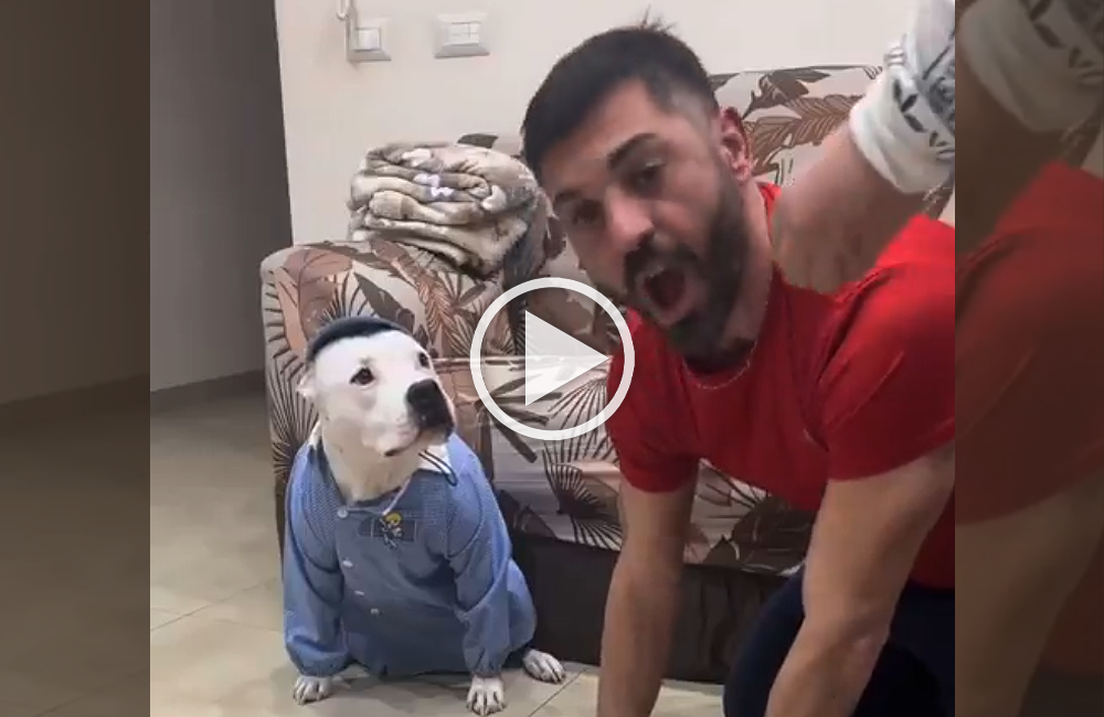 éducation d'un pitbull