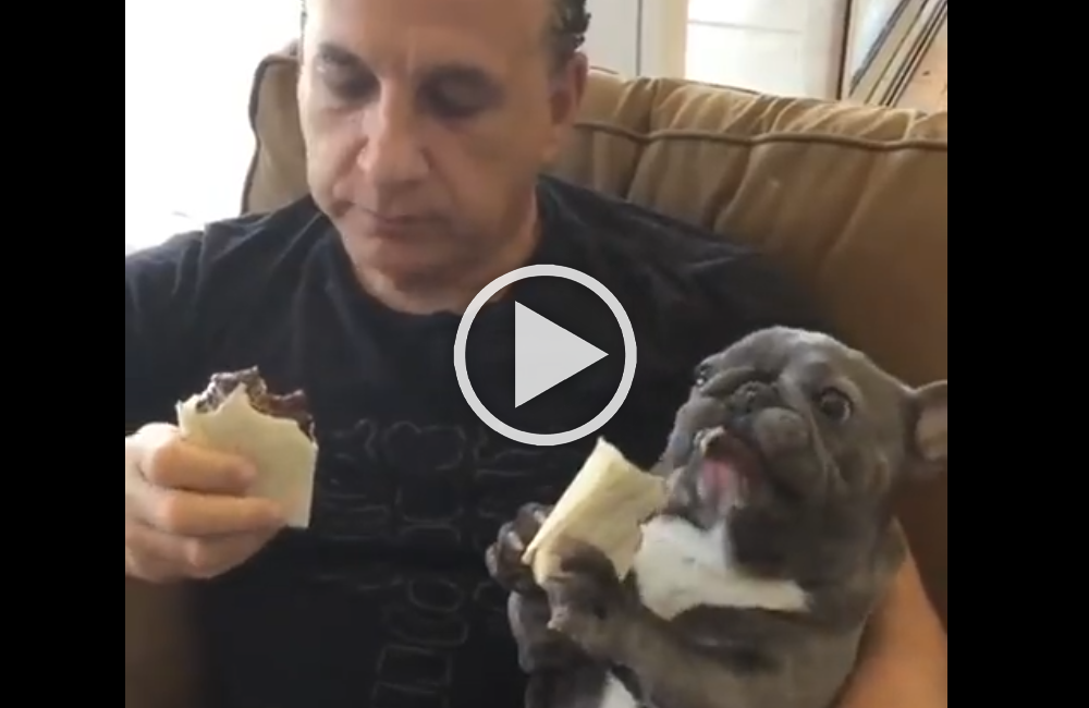 un homme et un bouledogue qui mangent un wrap